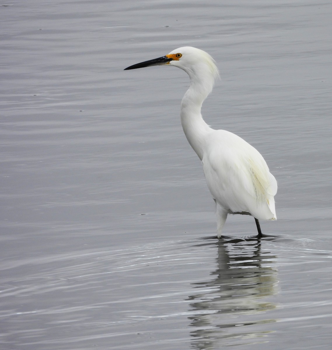 לבנית אמריקנית - ML647775503