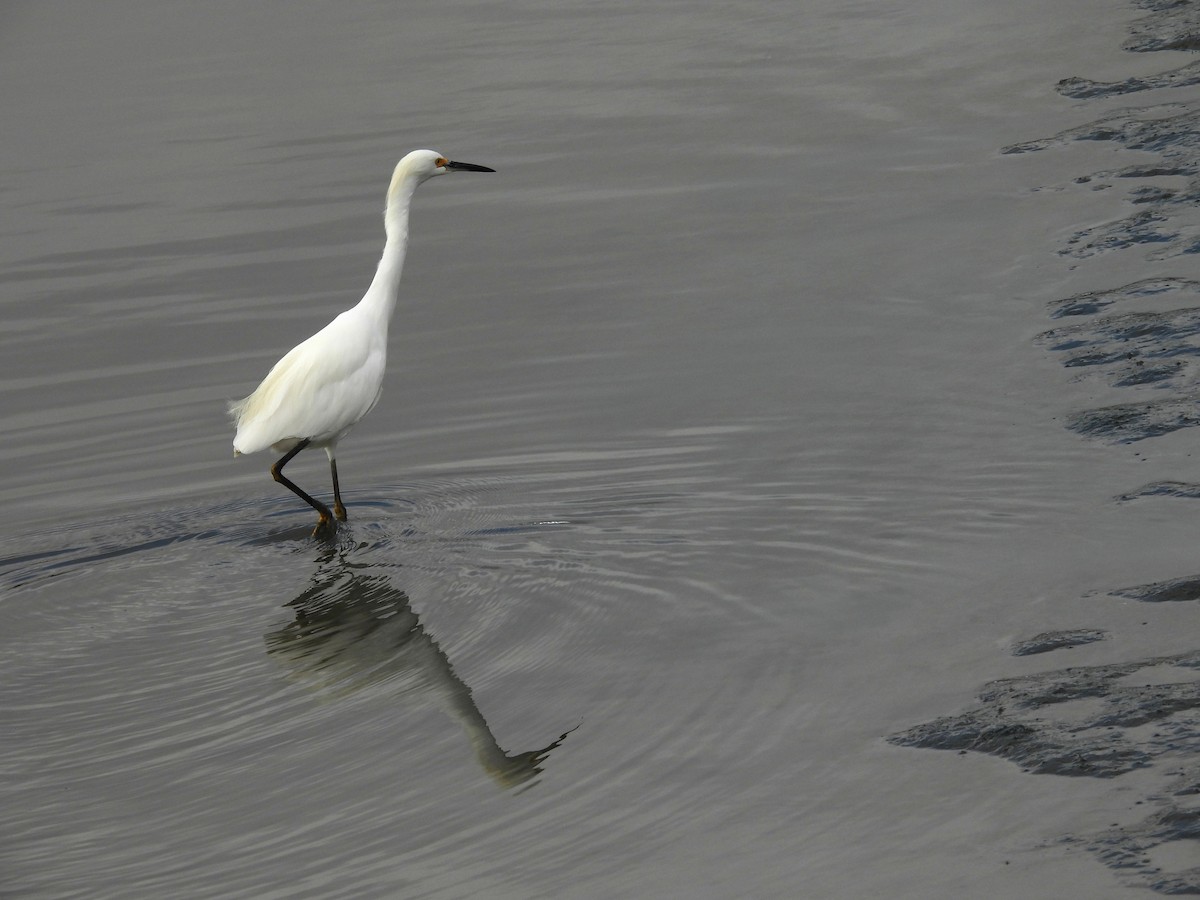 לבנית אמריקנית - ML647775504
