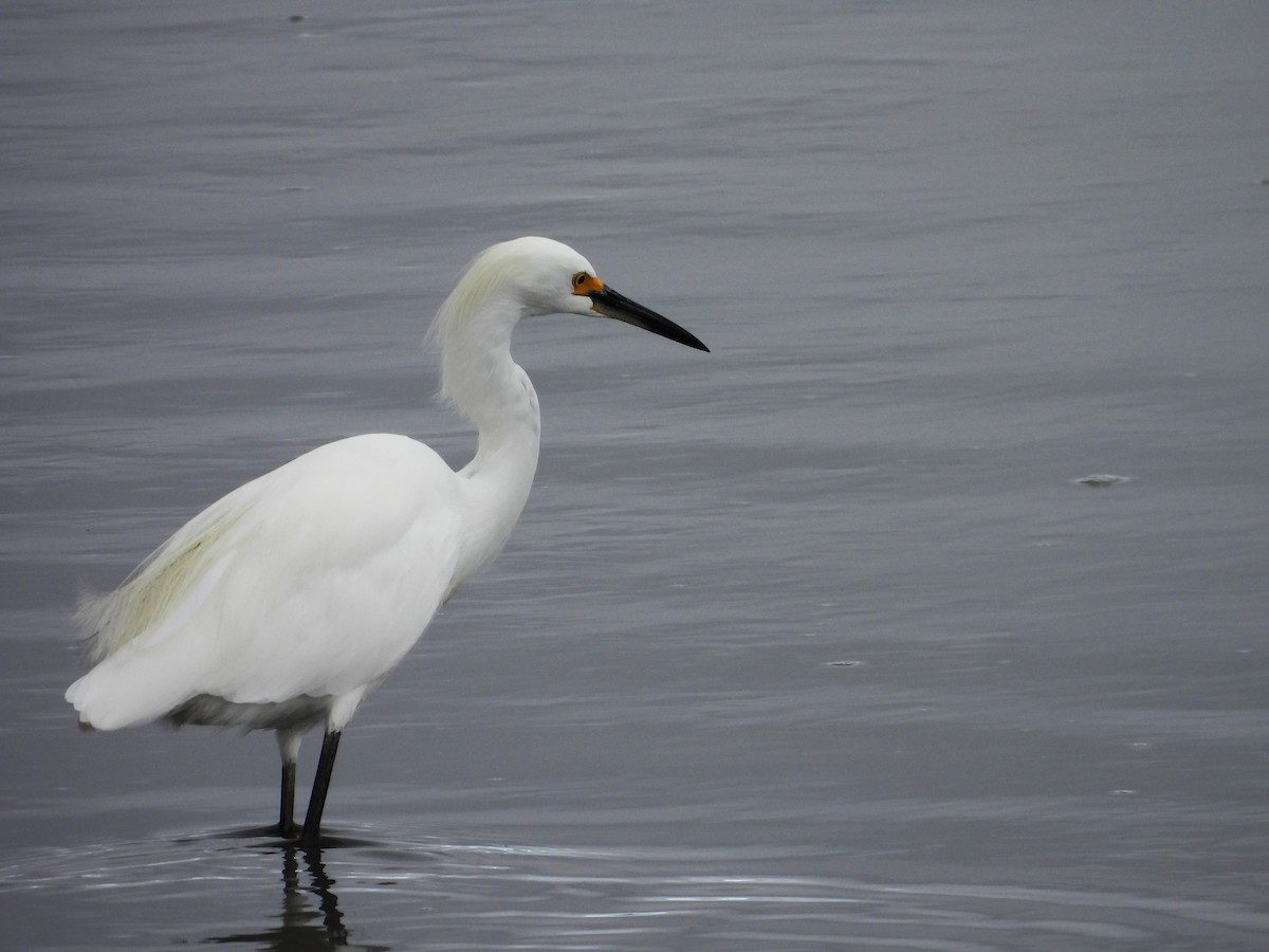 לבנית אמריקנית - ML647775505