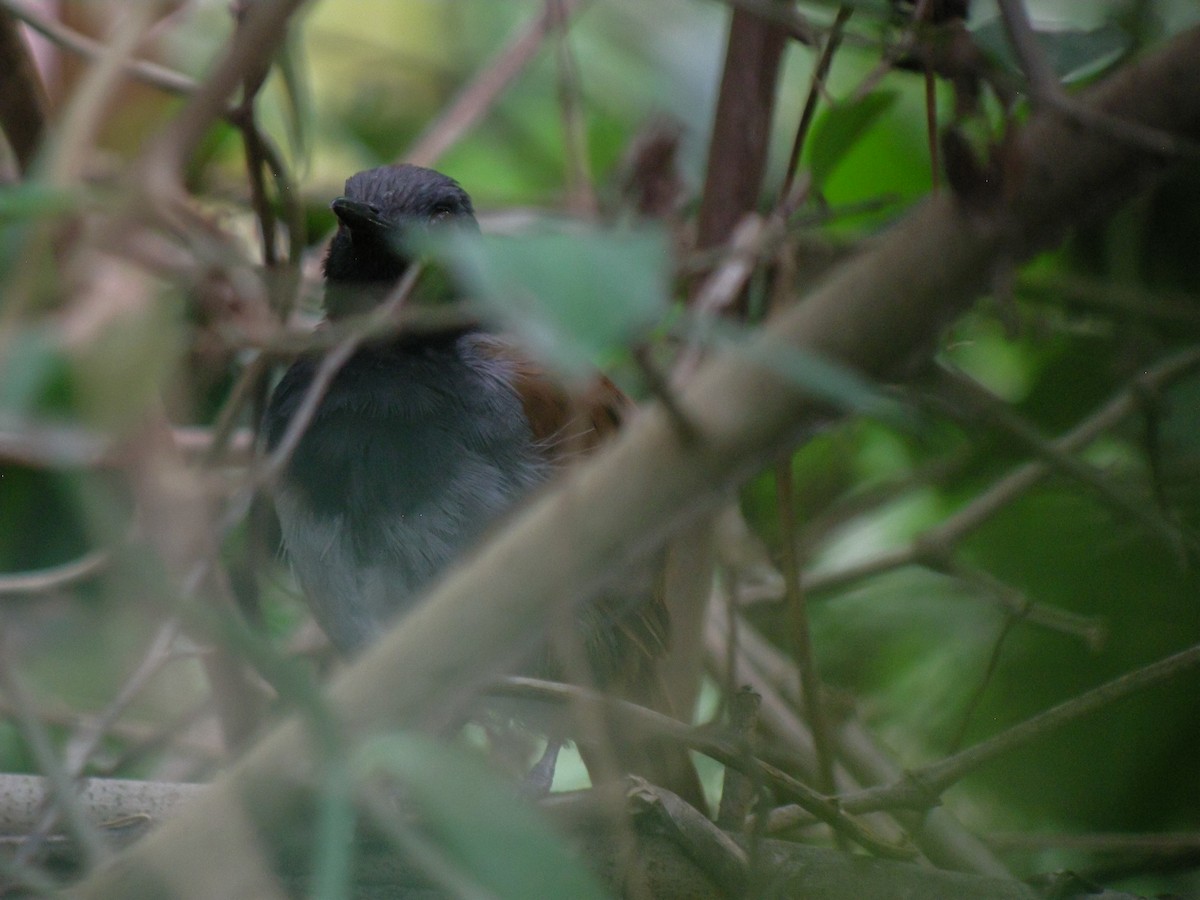 White-bellied Antbird - ML647775508