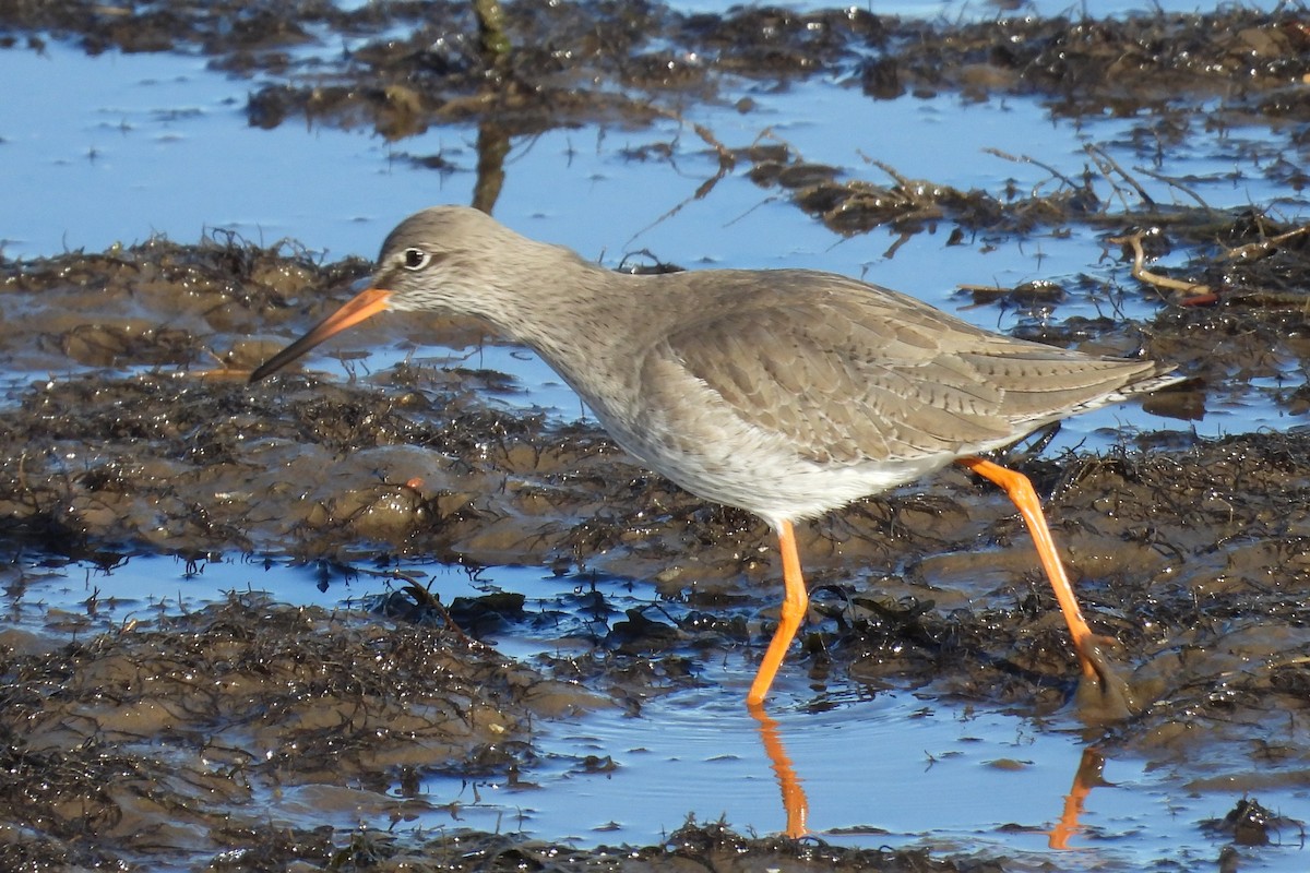 ביצנית לבנת-כנף - ML647775510