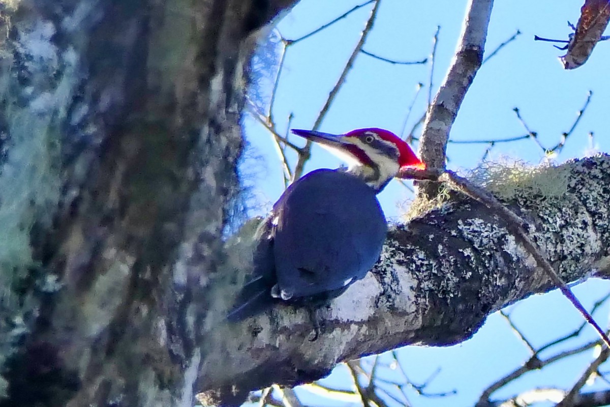 Pileated Woodpecker - ML647775512