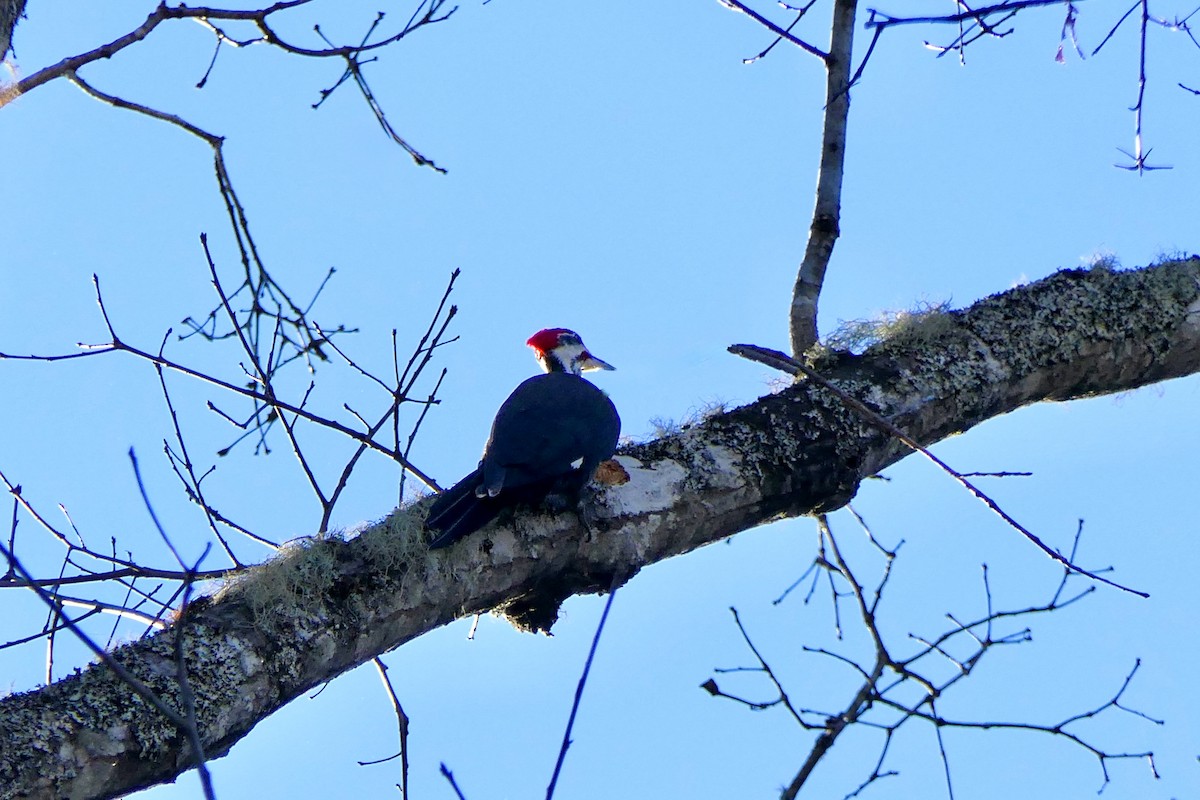 Pileated Woodpecker - ML647775513