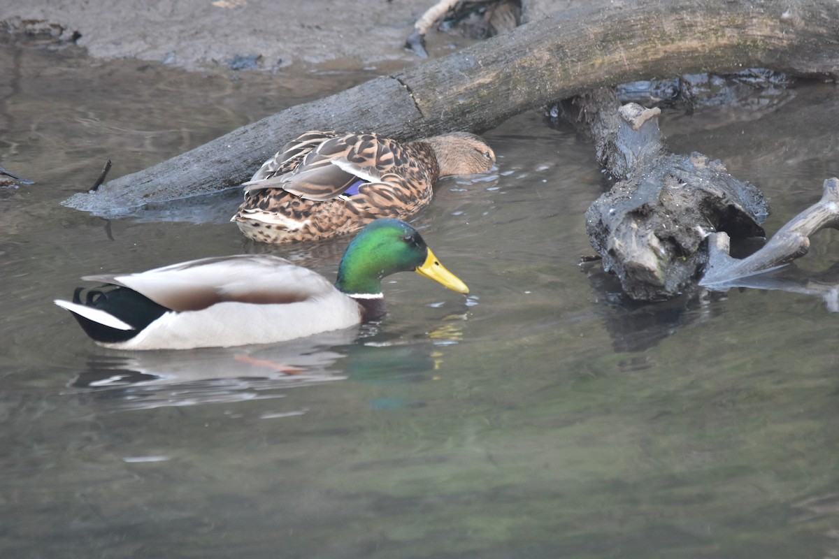 ברכיה - ML647775514