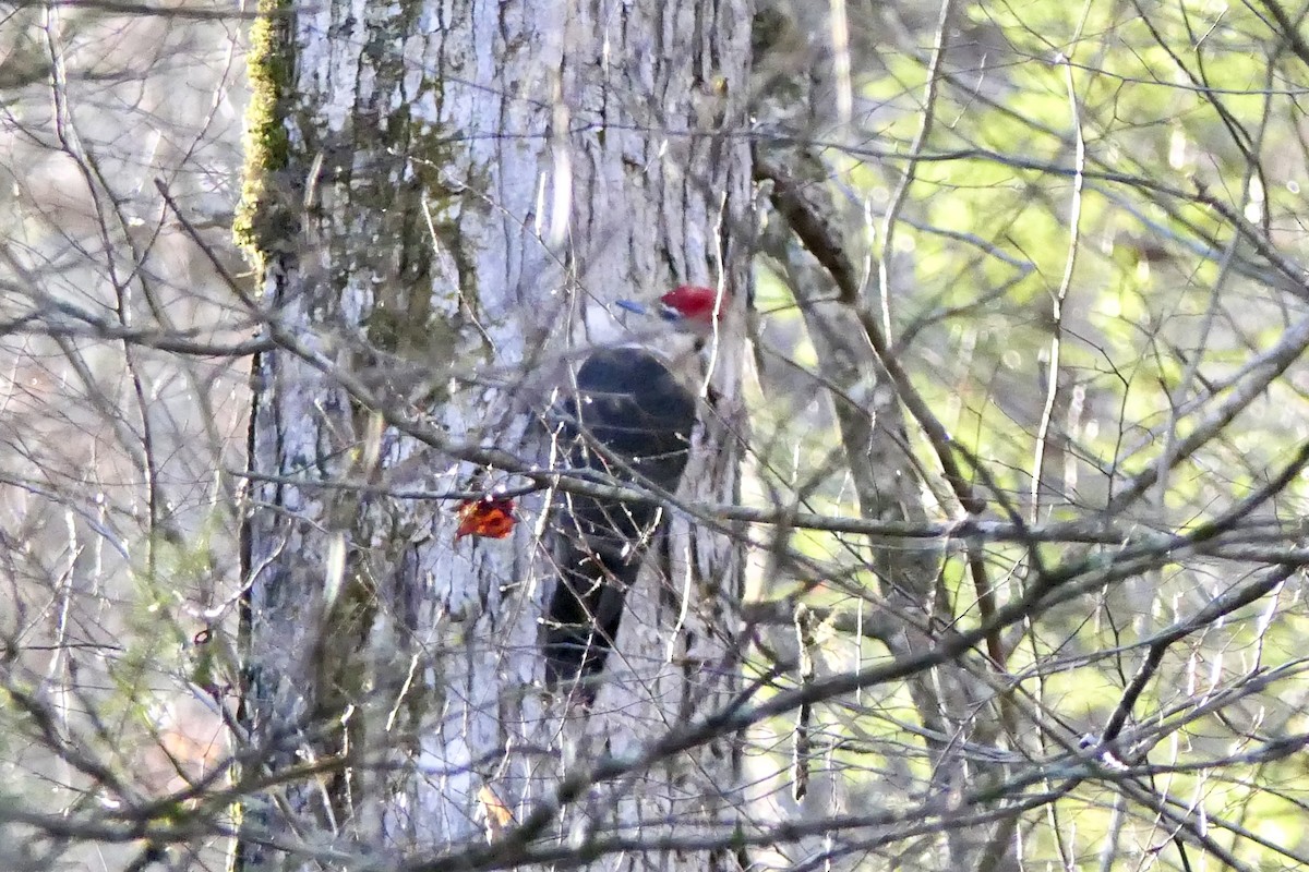 Pileated Woodpecker - ML647775515