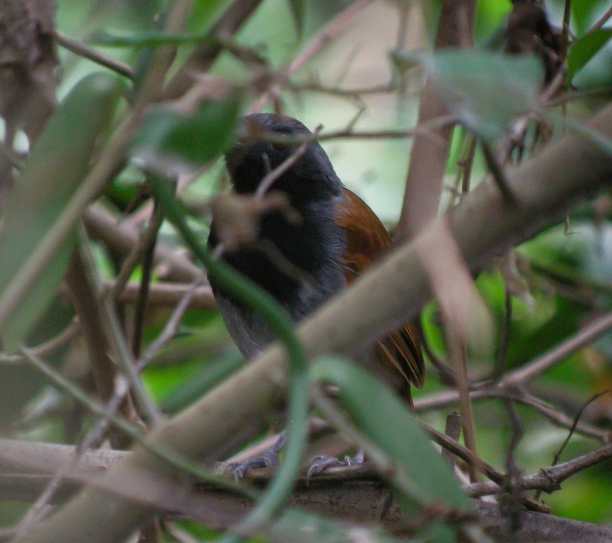 White-bellied Antbird - ML647775516