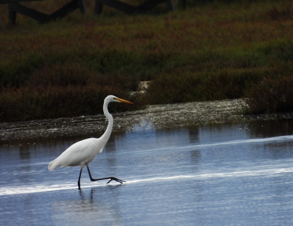 לבנית גדולה (אמריקנית) - ML647775517