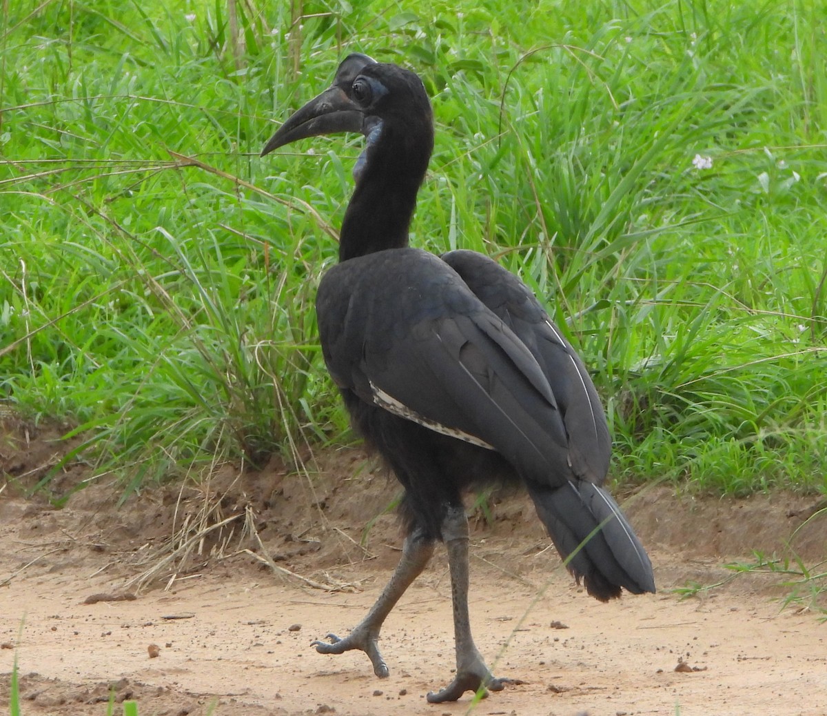 Abyssinian Ground-Hornbill - ML647775519