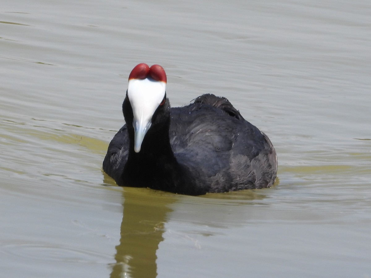 אגמית מצויצת - ML647775520