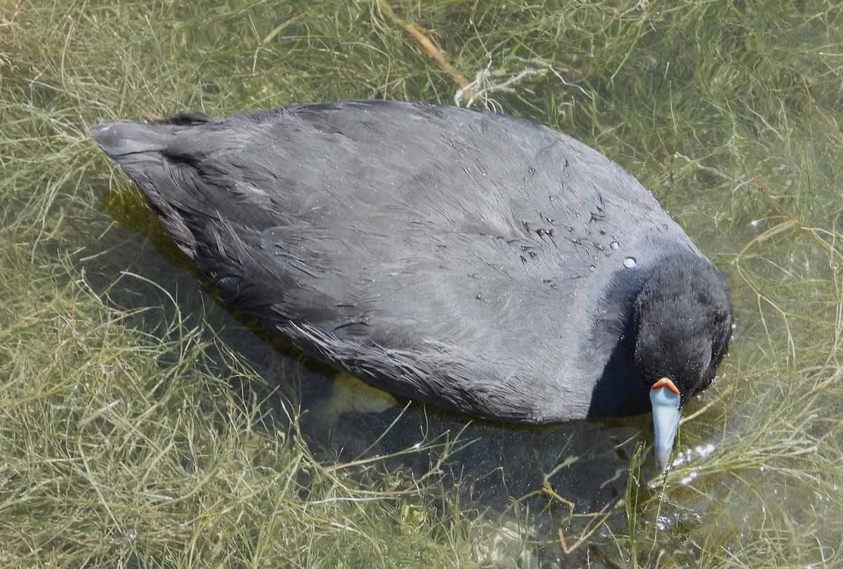 אגמית מצויצת - ML647775522