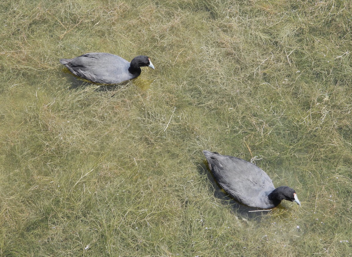 אגמית מצויצת - ML647775524