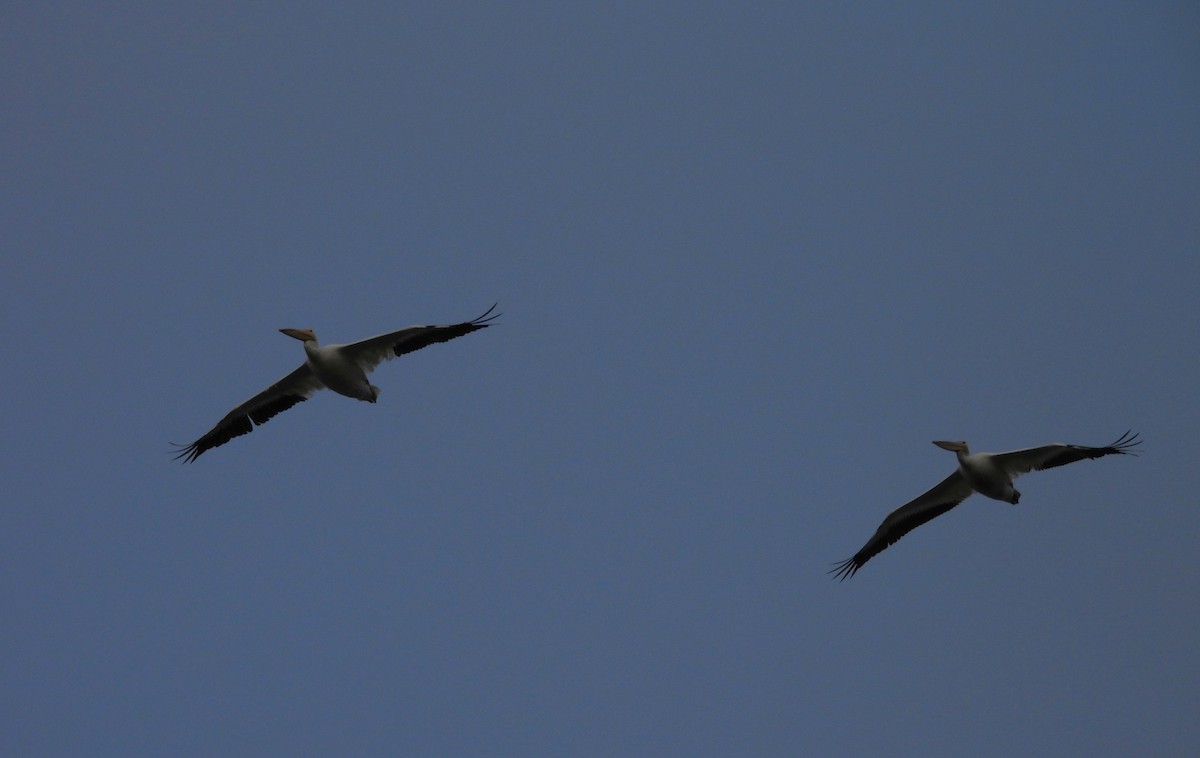 שקנאי אמריקני - ML647775525