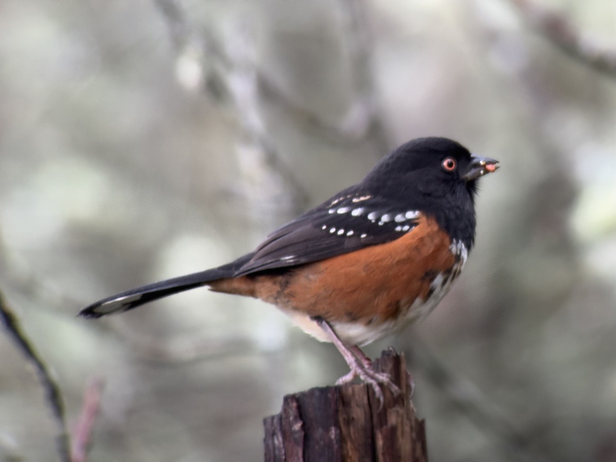 Spotted Towhee - ML647775526