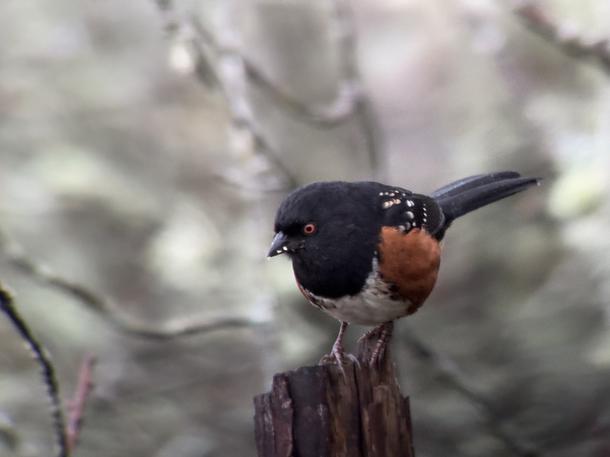 Spotted Towhee - ML647775527