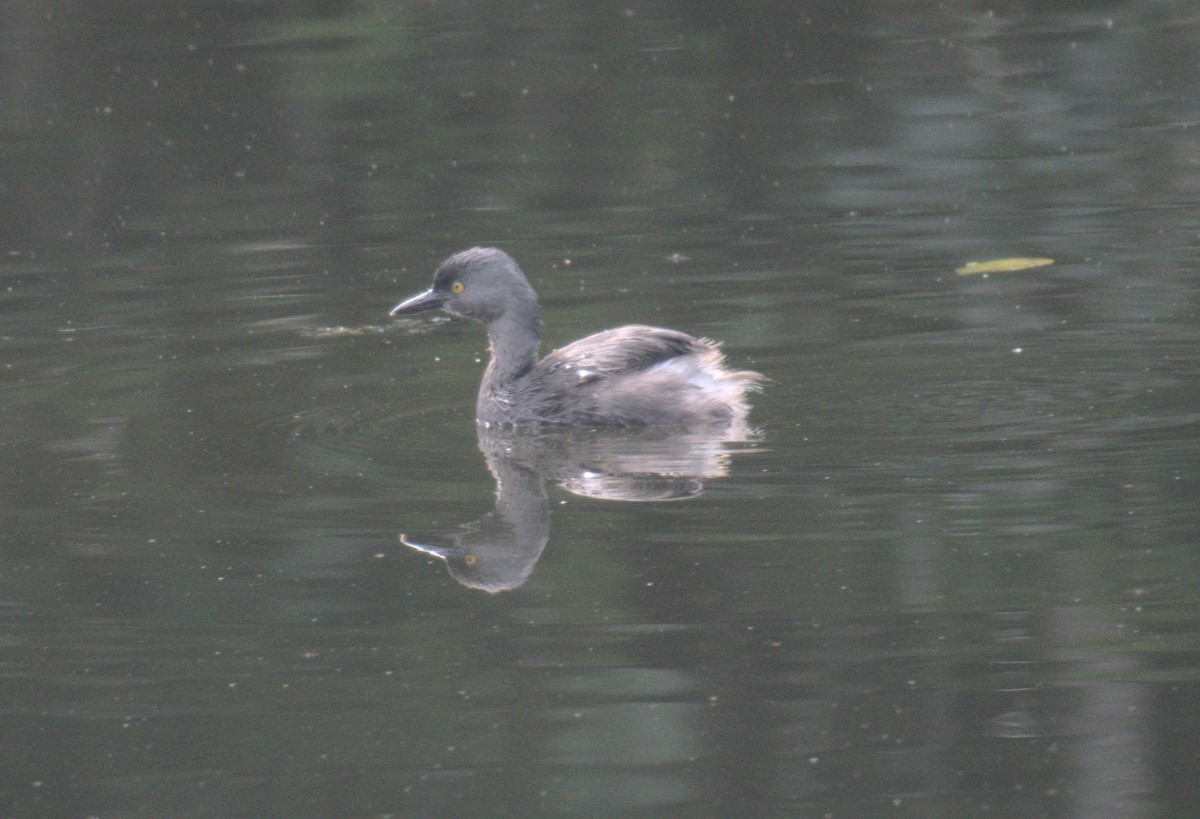 Least Grebe - ML647775529