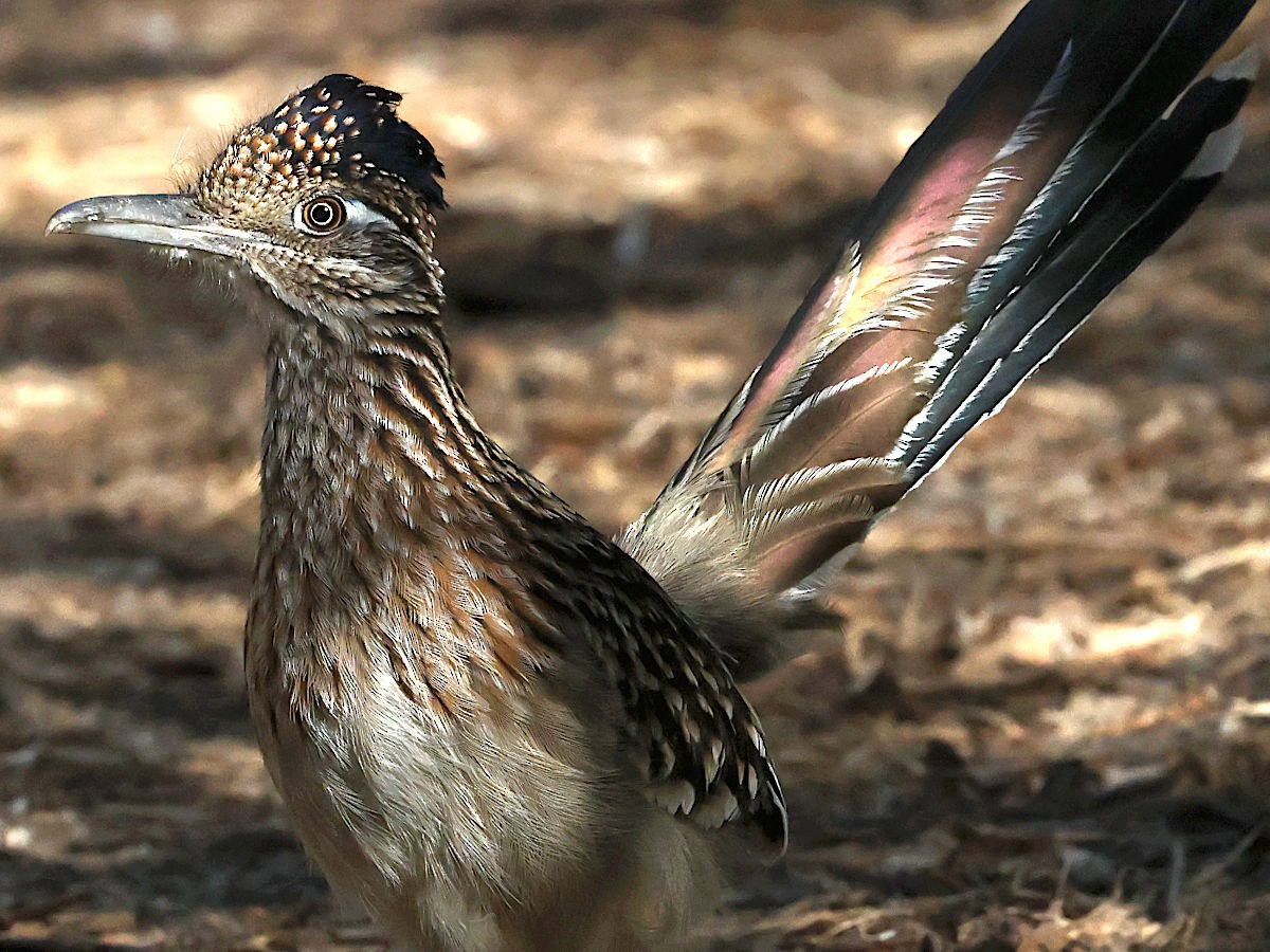 Greater Roadrunner - ML647775532