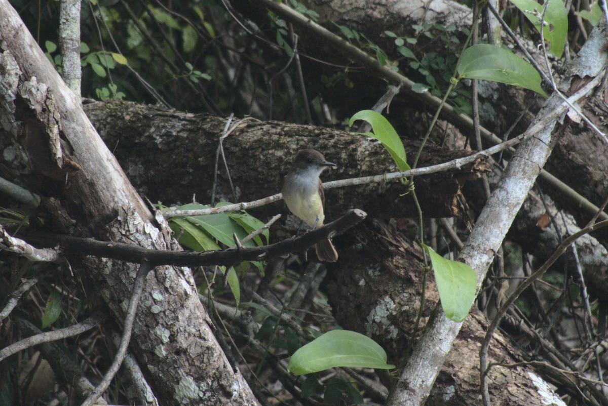 Dusky-capped Flycatcher - ML647775533