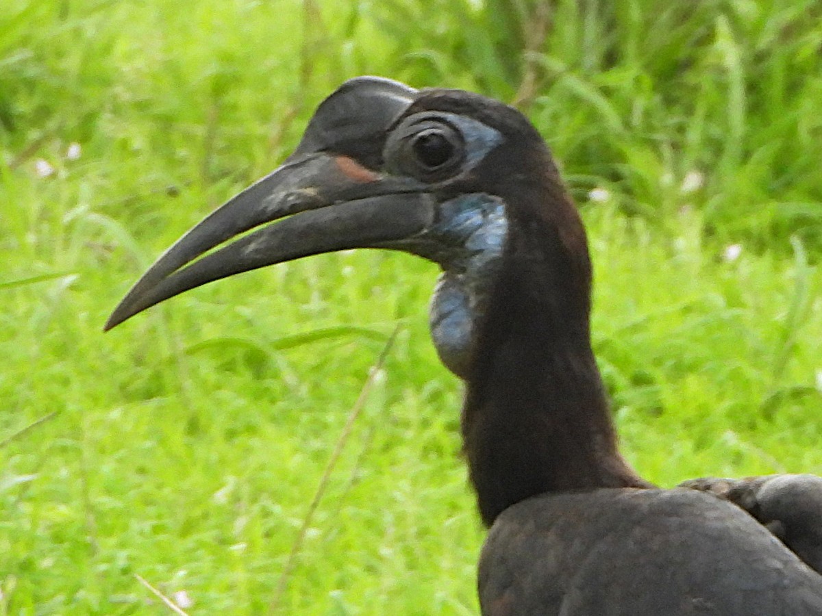 Abyssinian Ground-Hornbill - ML647775535