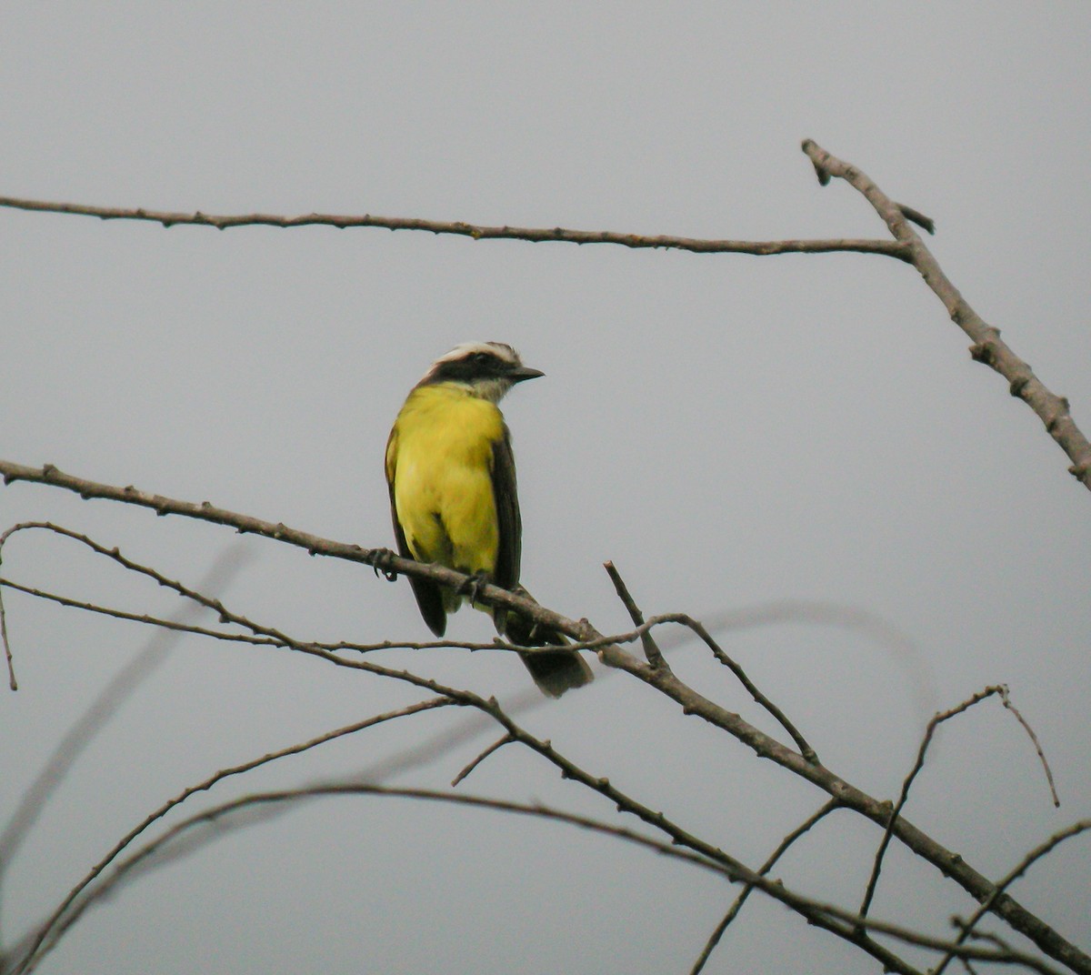 Rusty-margined Flycatcher - ML647775536