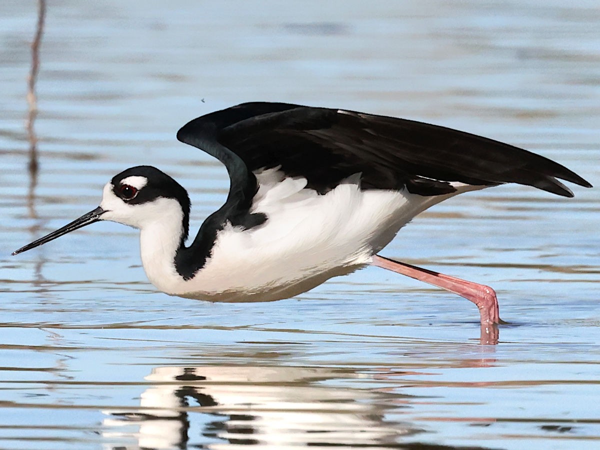 Black-necked Stilt - ML647775539