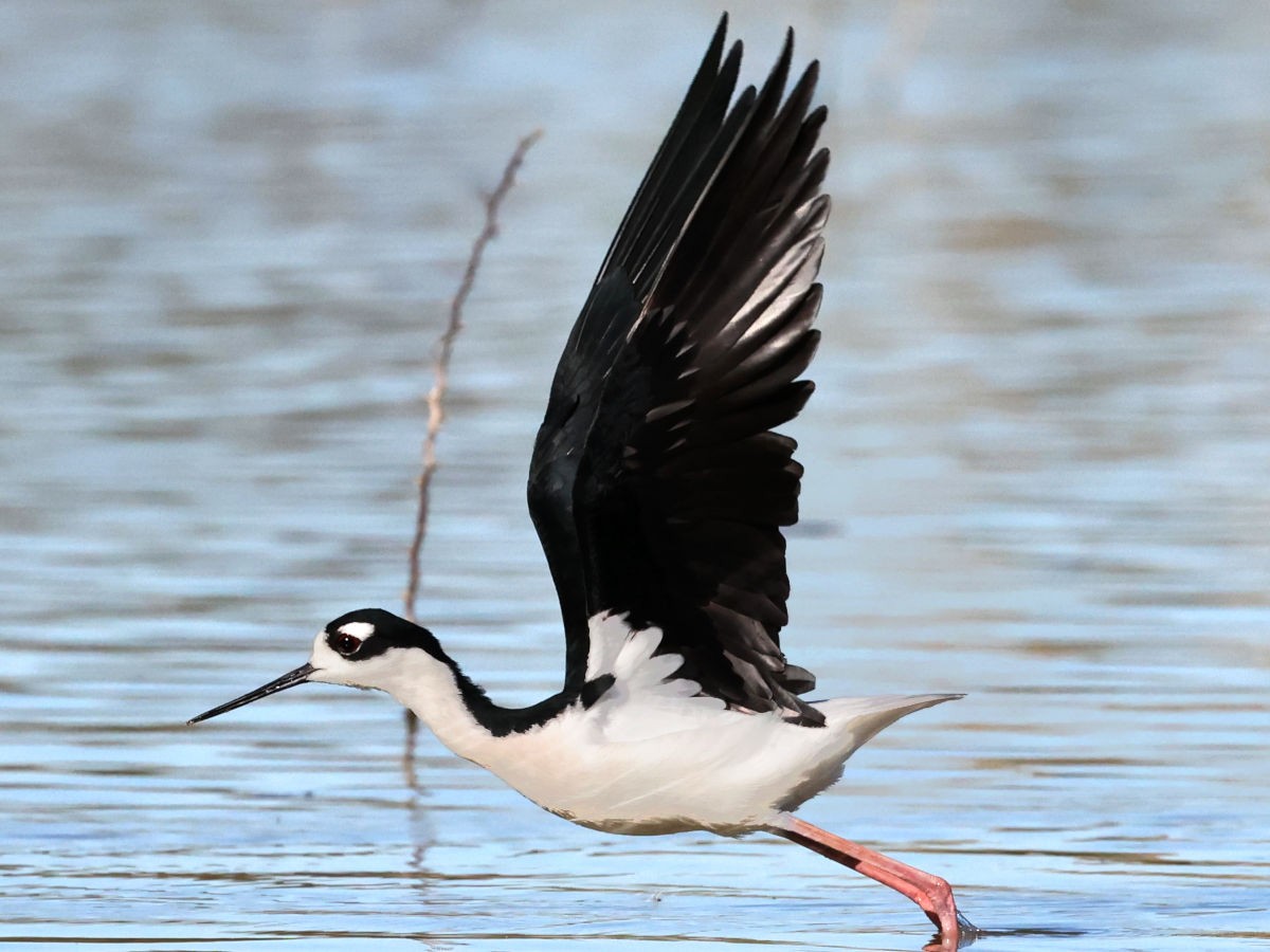 Black-necked Stilt - ML647775540