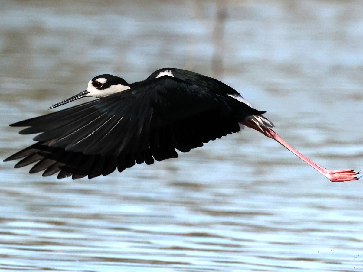 Black-necked Stilt - ML647775544