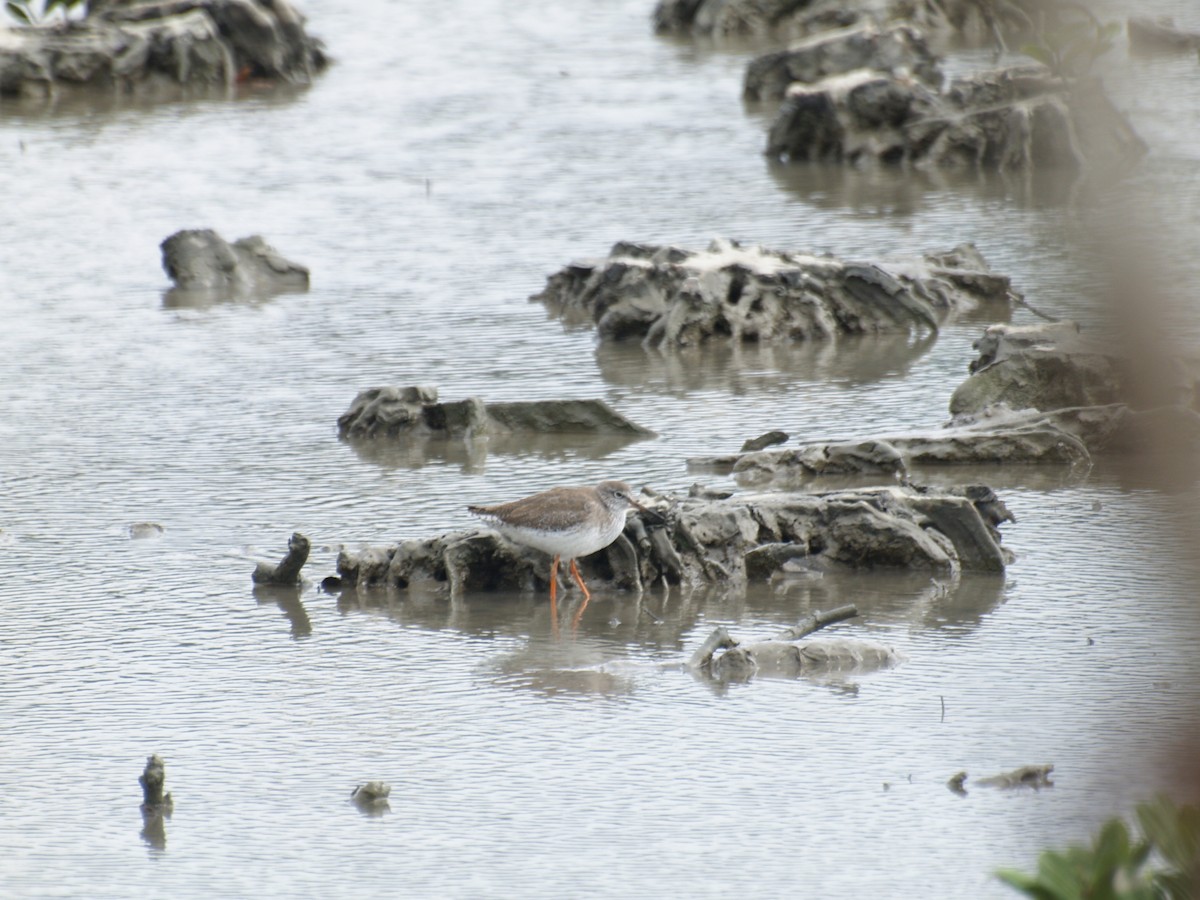 Common Redshank - ML647775558