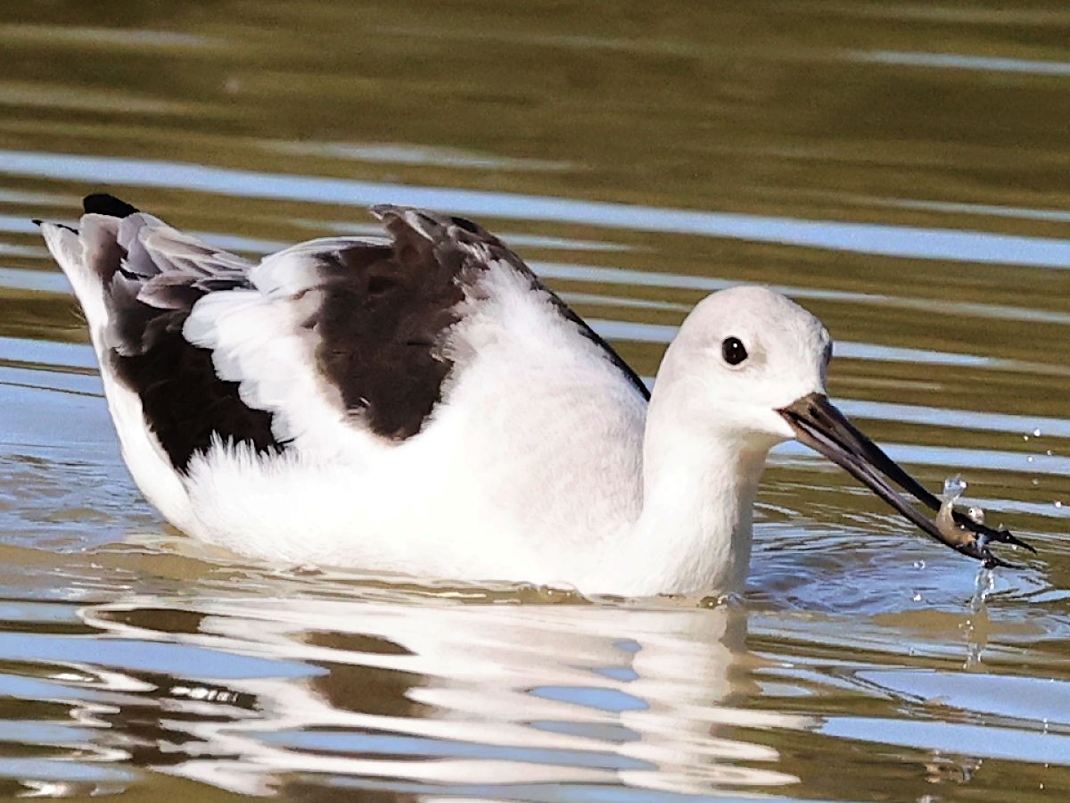 American Avocet - ML647775560