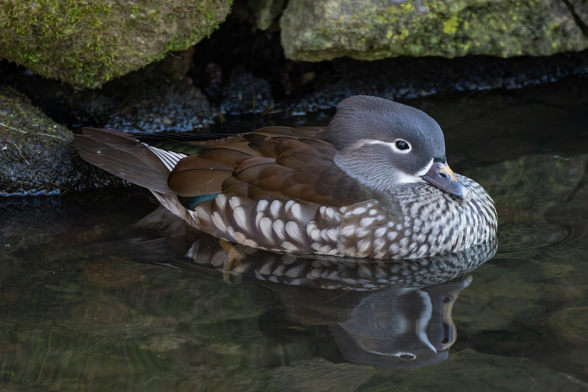 Mandarin Duck - ML647775565