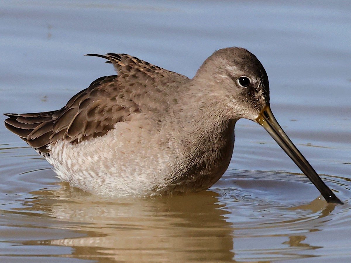Long-billed Dowitcher - ML647775571