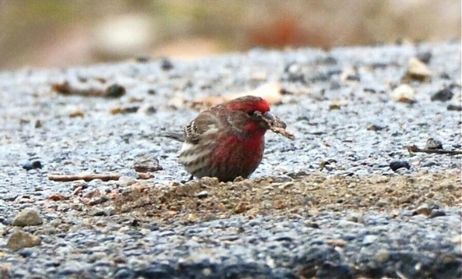 House Finch - ML647775572