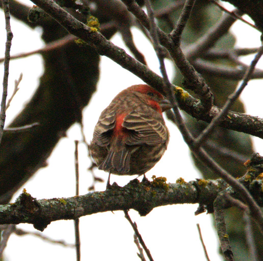 House Finch - ML647775573