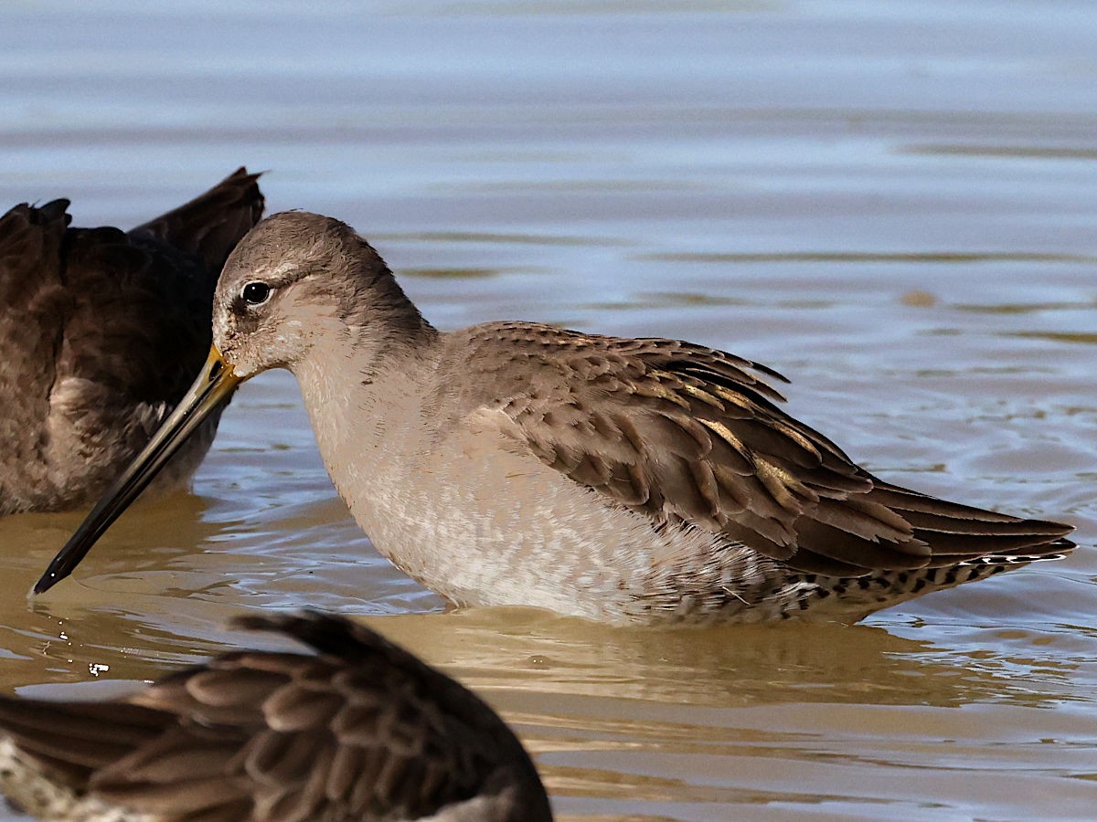 Long-billed Dowitcher - ML647775574