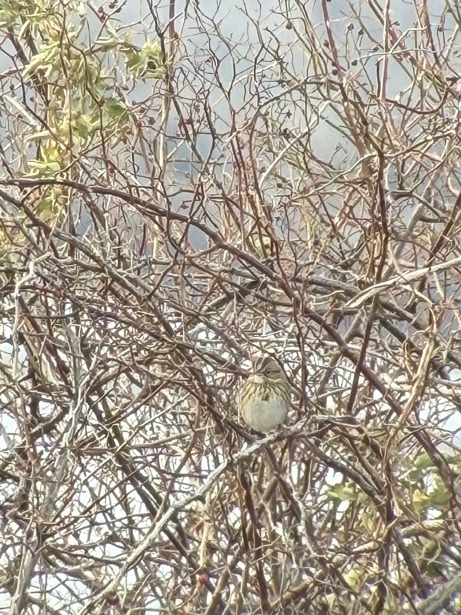 strnadec pruhohlavý - ML647775575