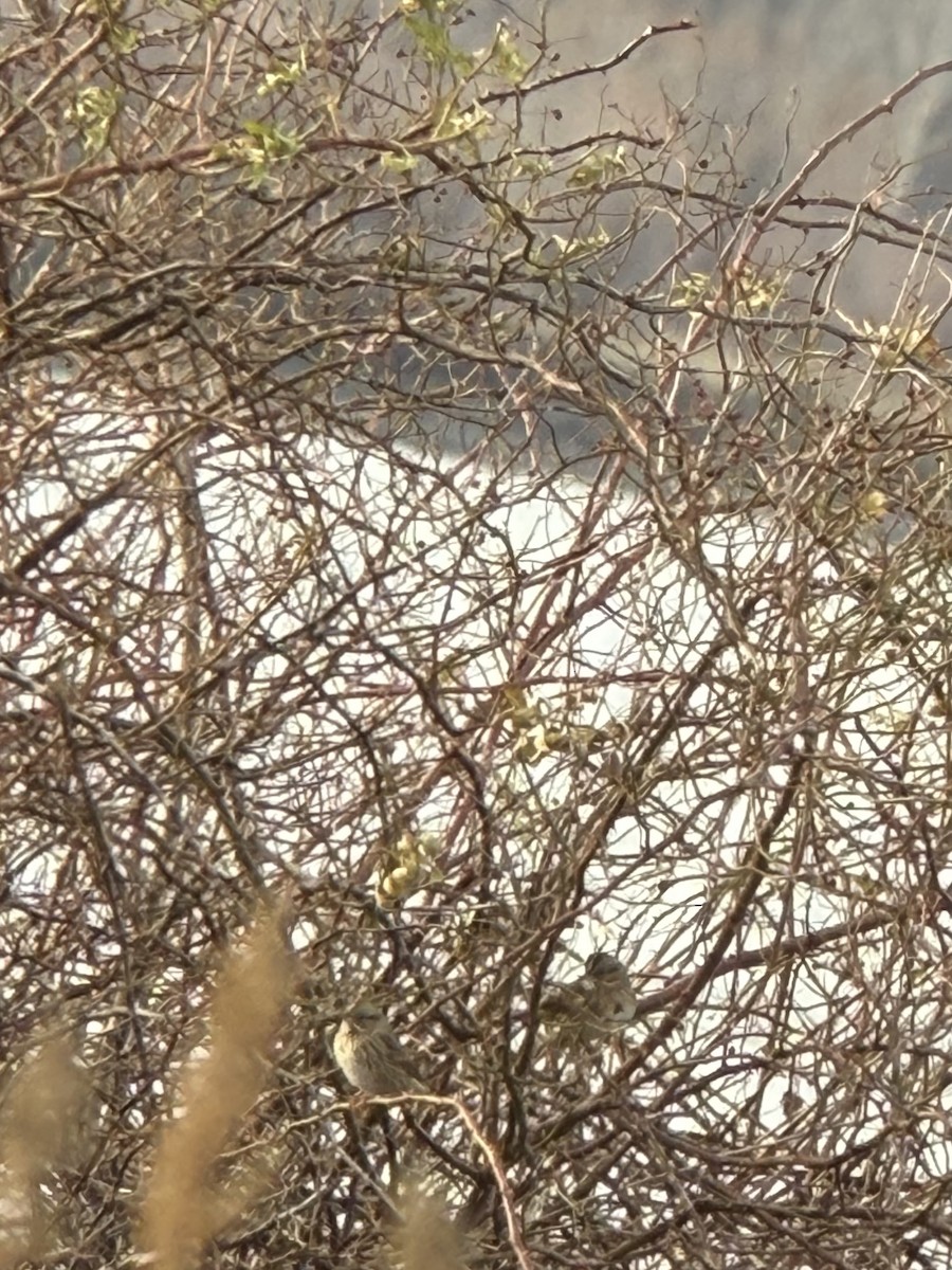 strnadec pruhohlavý - ML647775576