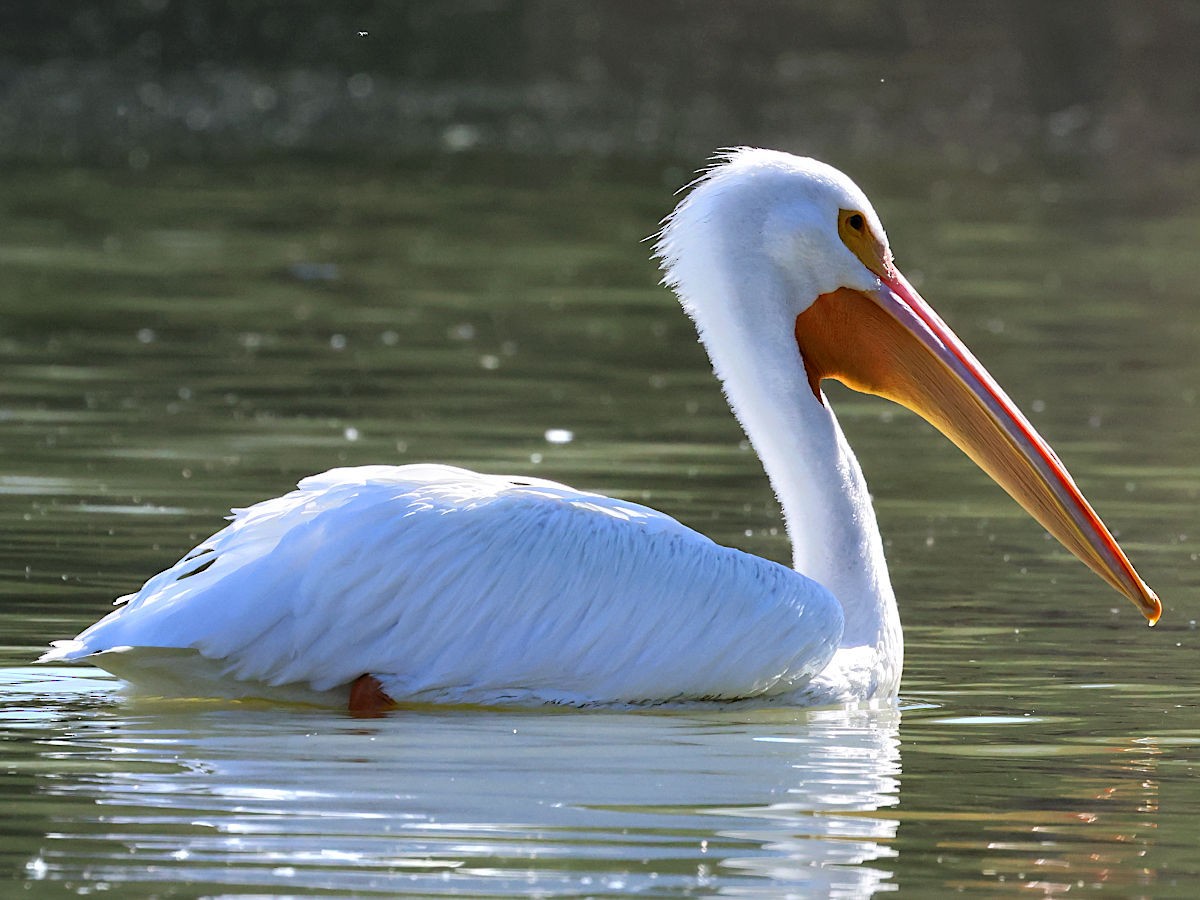American White Pelican - ML647775578