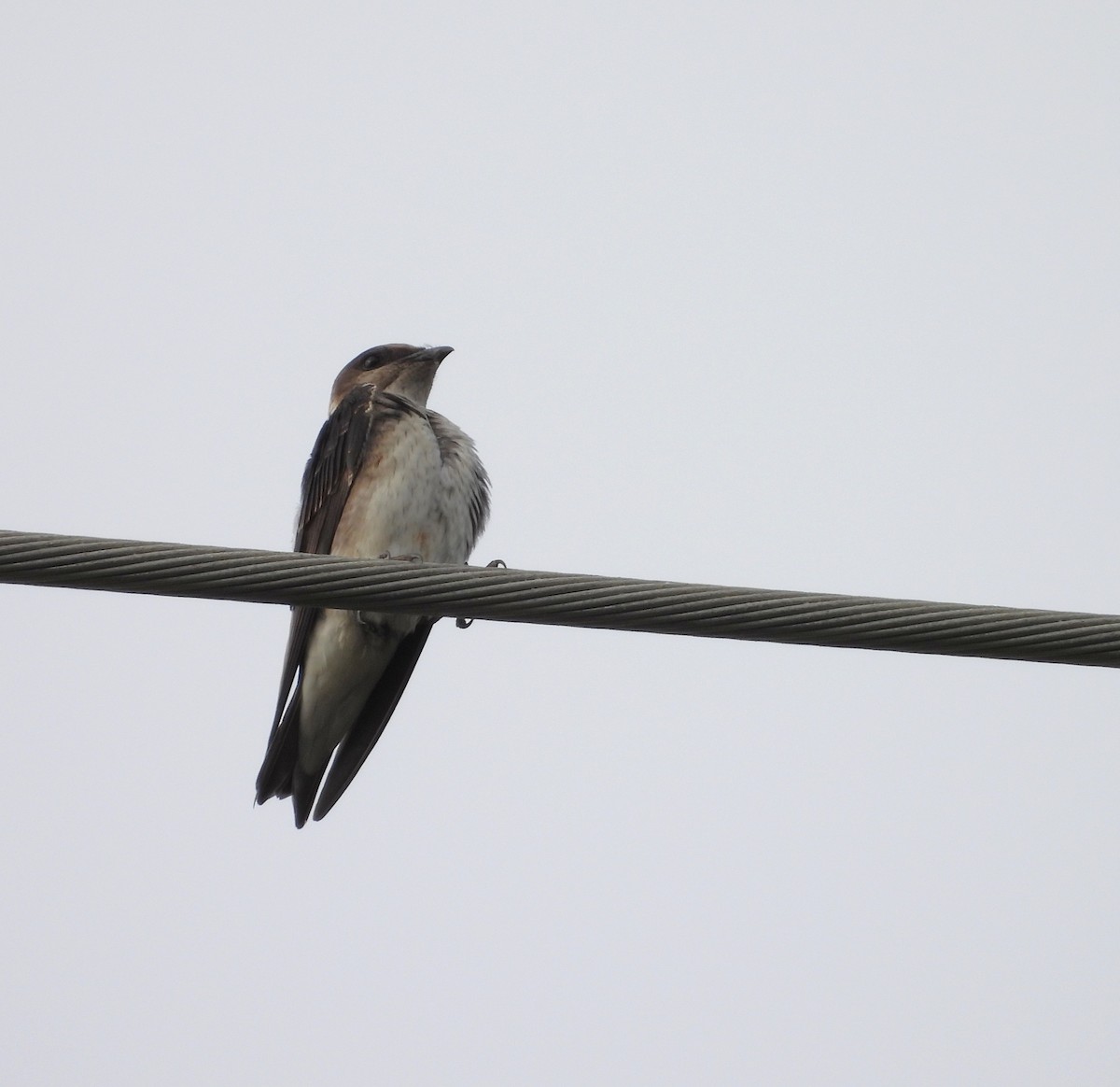 Purple Martin - ML647775587