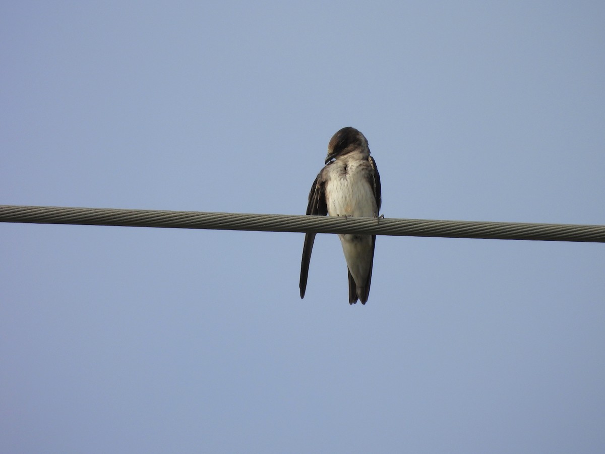 Purple Martin - ML647775588