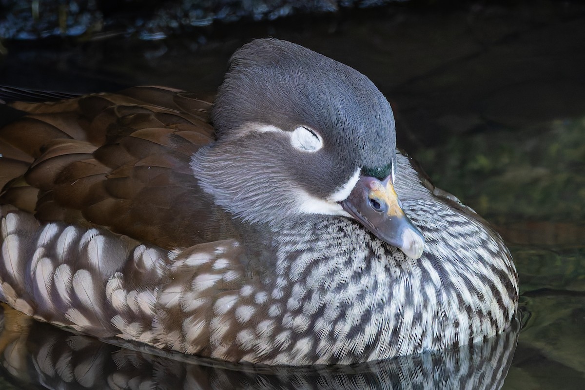 Mandarin Duck - ML647775597