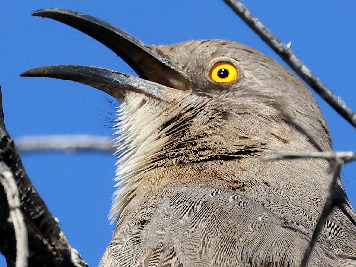 Curve-billed Thrasher - ML647775601