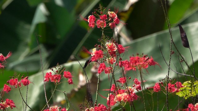 White-chinned Sapphire - ML647775620