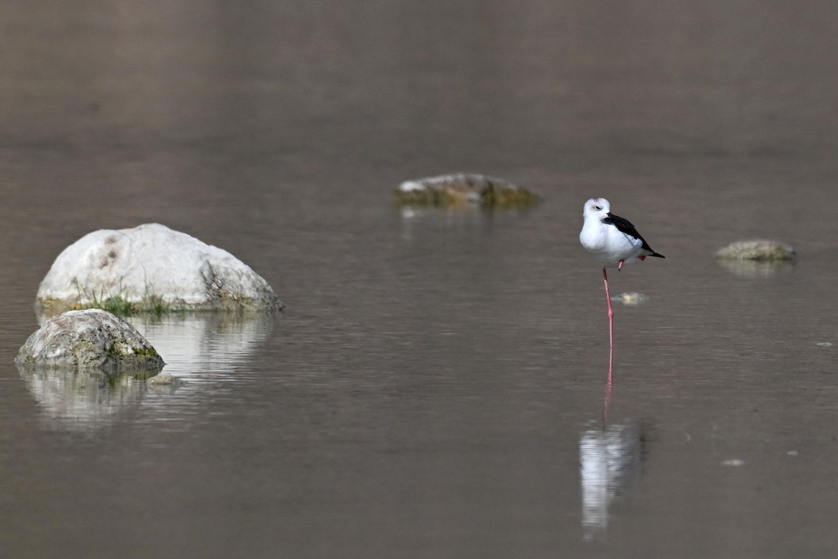 Black-winged Stilt - ML647775624