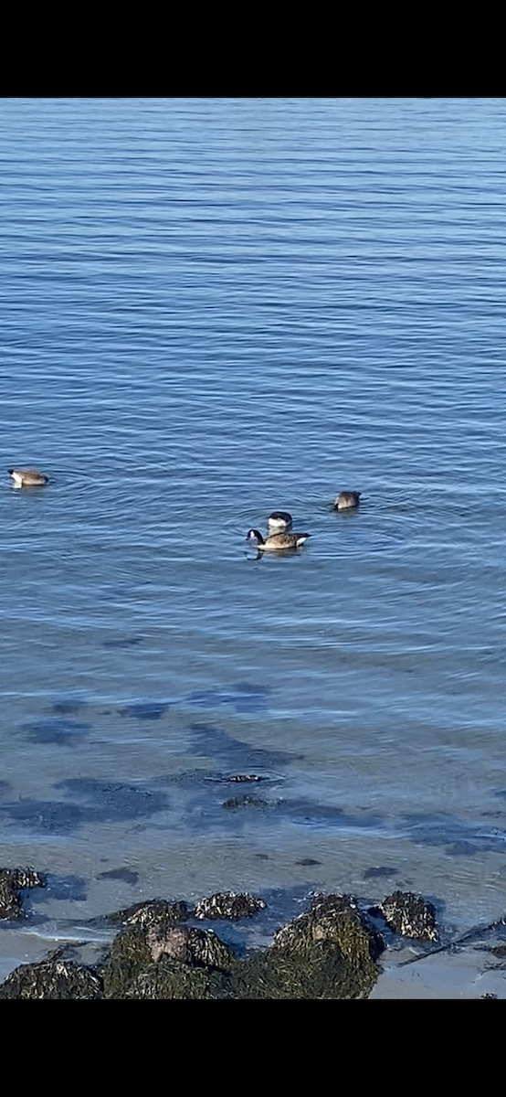 Oca canadese maggiore - ML647775628