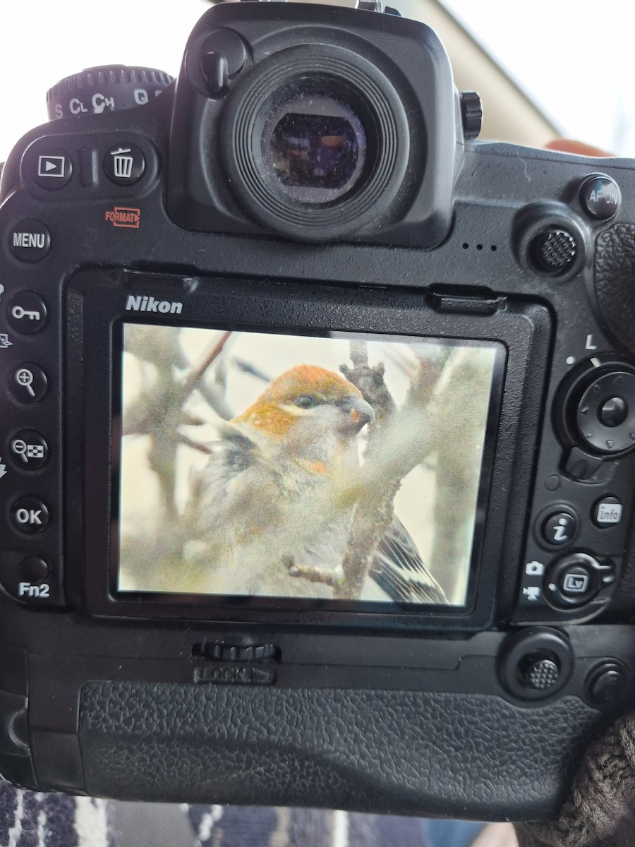 Pinu-gailupa - ML647775634