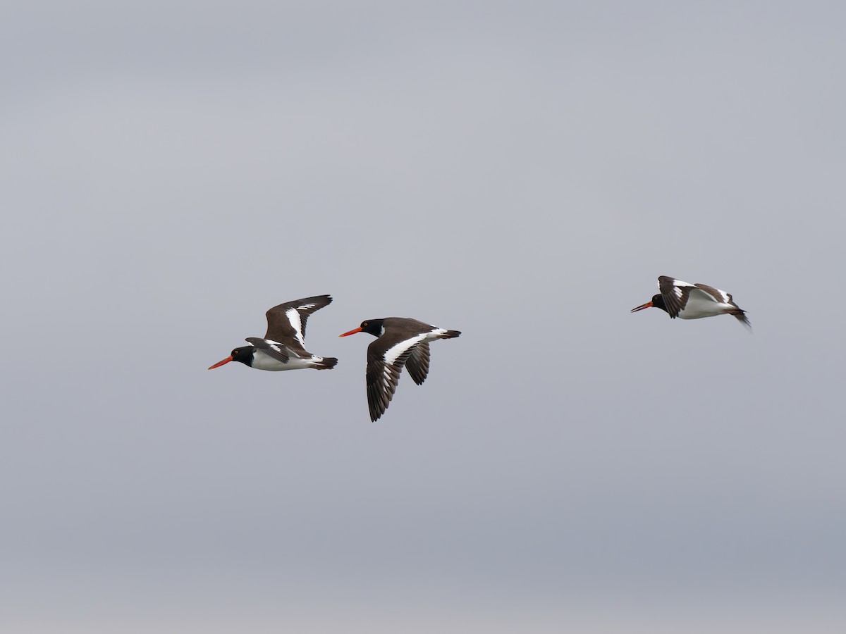 ústřičník americký - ML647775681