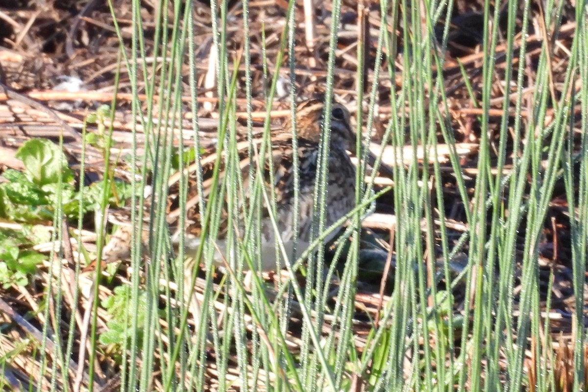 Agachadiza Común - ML647775705