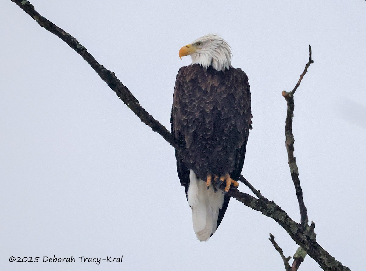 Bald Eagle - ML647775714