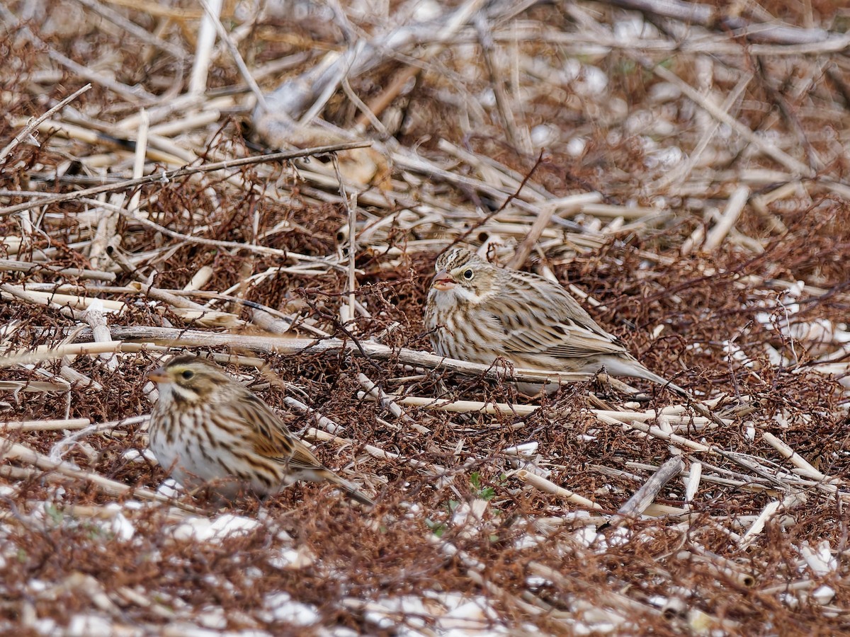 strnadec luční (ssp. princeps) - ML647775746