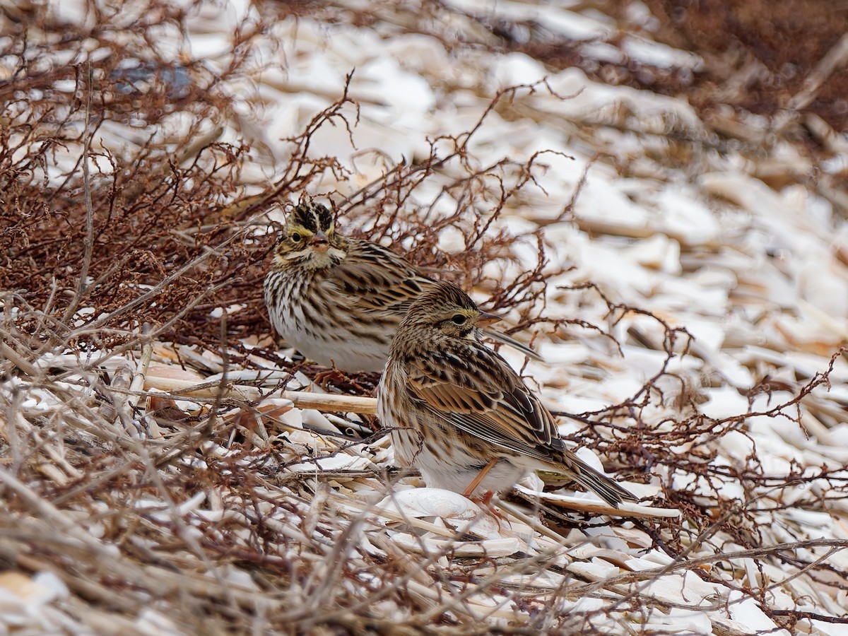 strnadec luční [skupina sandwichensis] - ML647775755