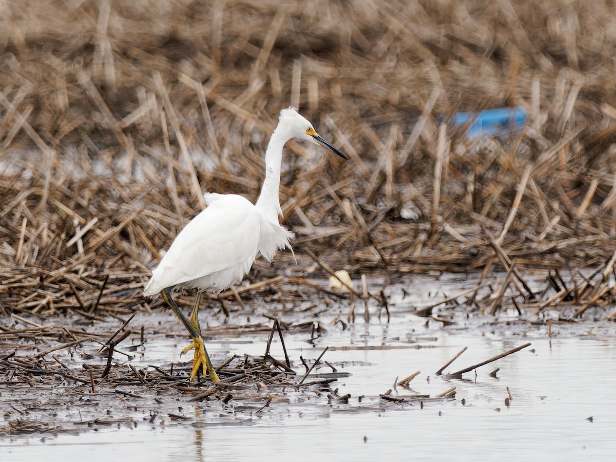 volavka bělostná - ML647775768